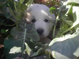 Great Pyrenees Whatty