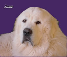 Great Pyrenees Sumo