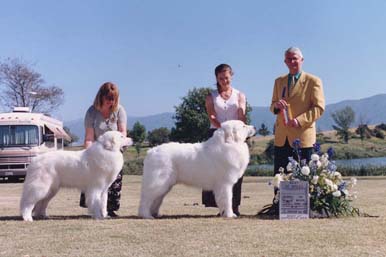 Our Newest Great Pyrenees Champions for 2000!